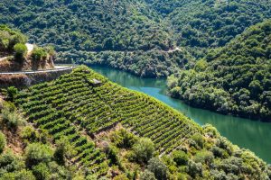 Las uvas y el vino, un producto de primer nivel que lleva a España por todo el mundo